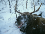 Охота в Якутии на Лося